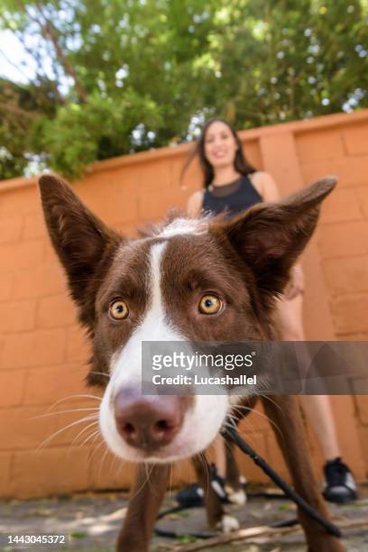 pet dog looking directly at the camera - dog breeds stock pictures, royalty-free photos & images