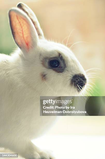 White Spotted Rabbit Brown And White Spotted Rabbit