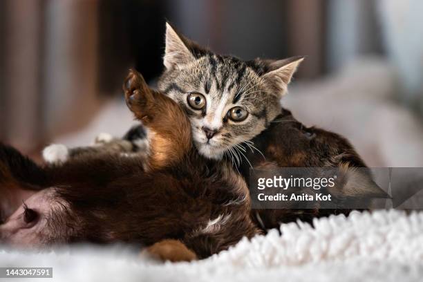 kitten hugging a puppy - cute puppies and kittens stock pictures, royalty-free photos & images