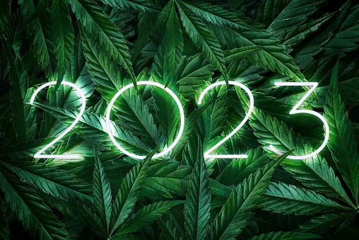 Number 2023 year glowing neon on a background of marijuana leaves, dark background