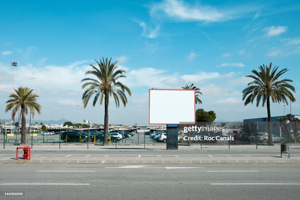 Road side palm trees