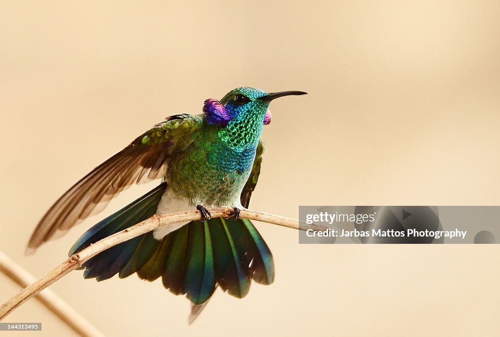 White vented violetear