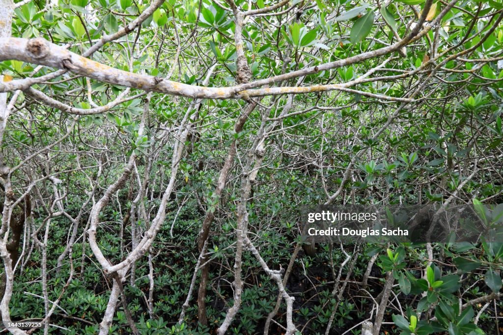 Dense forest of mangrove trees