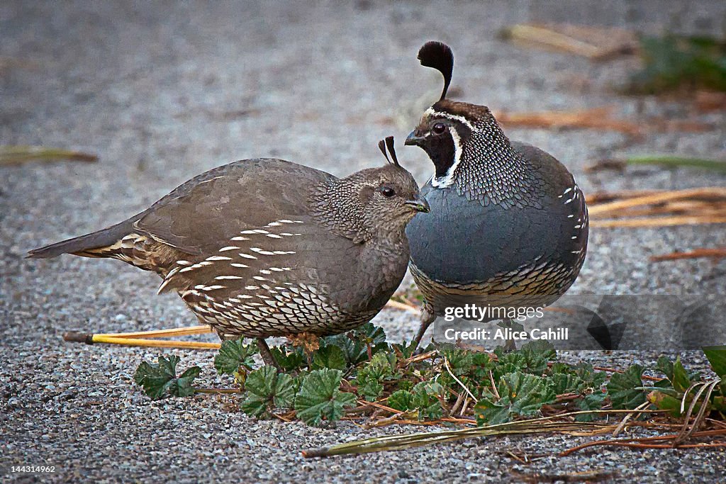 Pair of California Quail