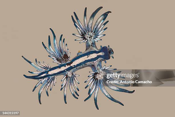 glaucus atlanticus - glaucus atlanticus stock illustrations