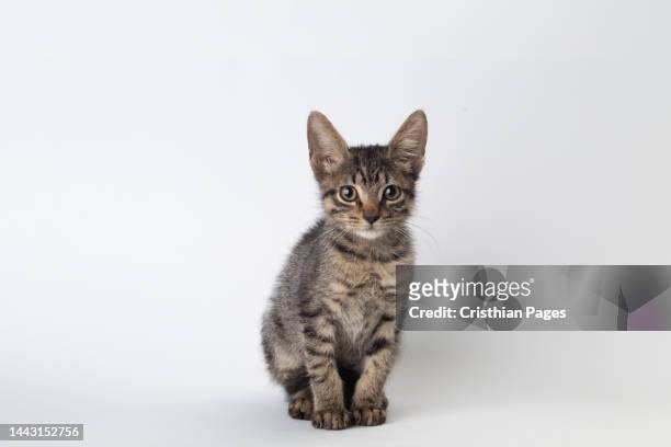 very handsome young bicolor ticked maine coon cat, sitting straight.
 looking  to camera . isolated on white background. - kitten stock pictures, royalty-free photos & images