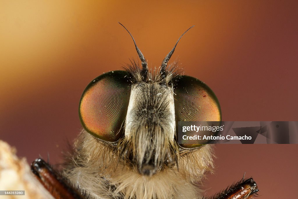 Close up of fly