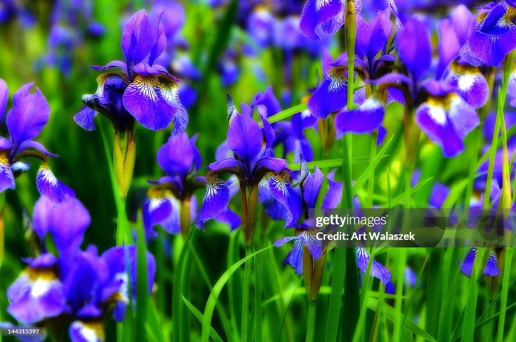 Irises