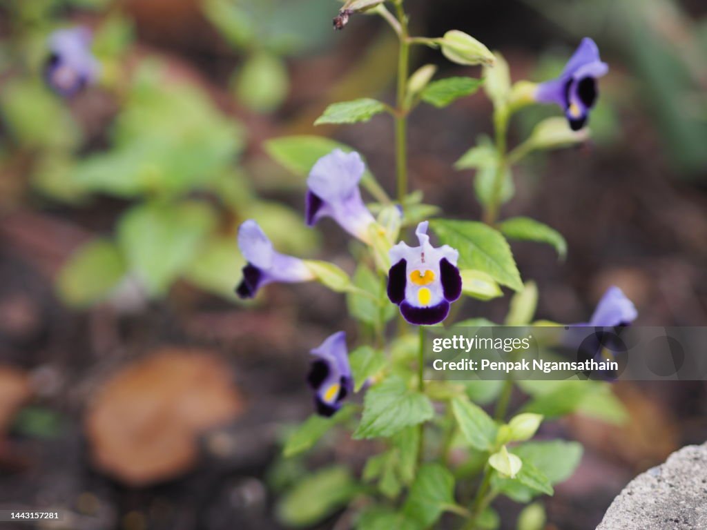 Violet flower Torenia fournieri Lindl. ex Fourn. Wishbone flower, Bluewings, Torenia Scrophulariaceae