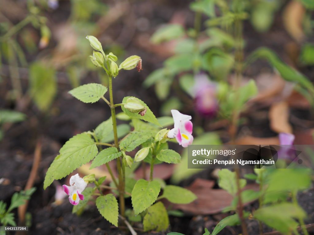 Violet flower Torenia fournieri Lindl. ex Fourn. Wishbone flower, Bluewings, Torenia Scrophulariaceae