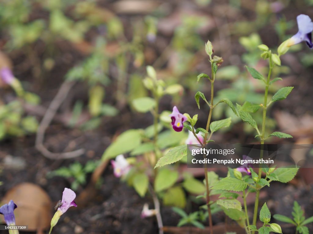Violet flower Torenia fournieri Lindl. ex Fourn. Wishbone flower, Bluewings, Torenia Scrophulariaceae
