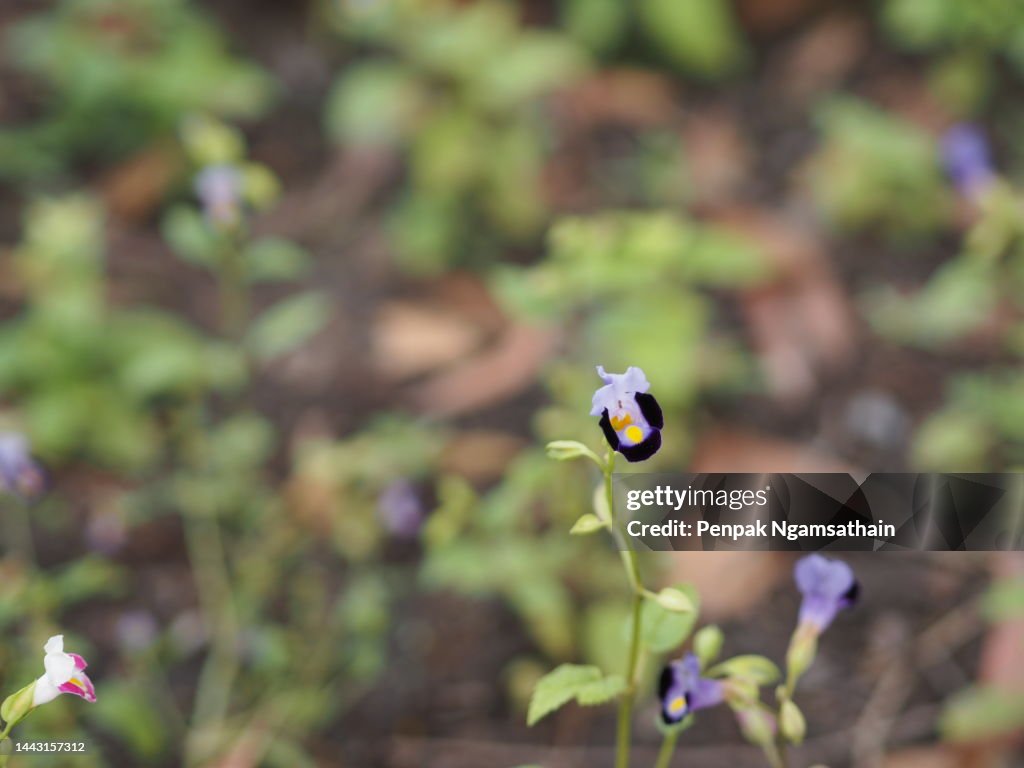 Violet flower Torenia fournieri Lindl. ex Fourn. Wishbone flower, Bluewings, Torenia Scrophulariaceae
