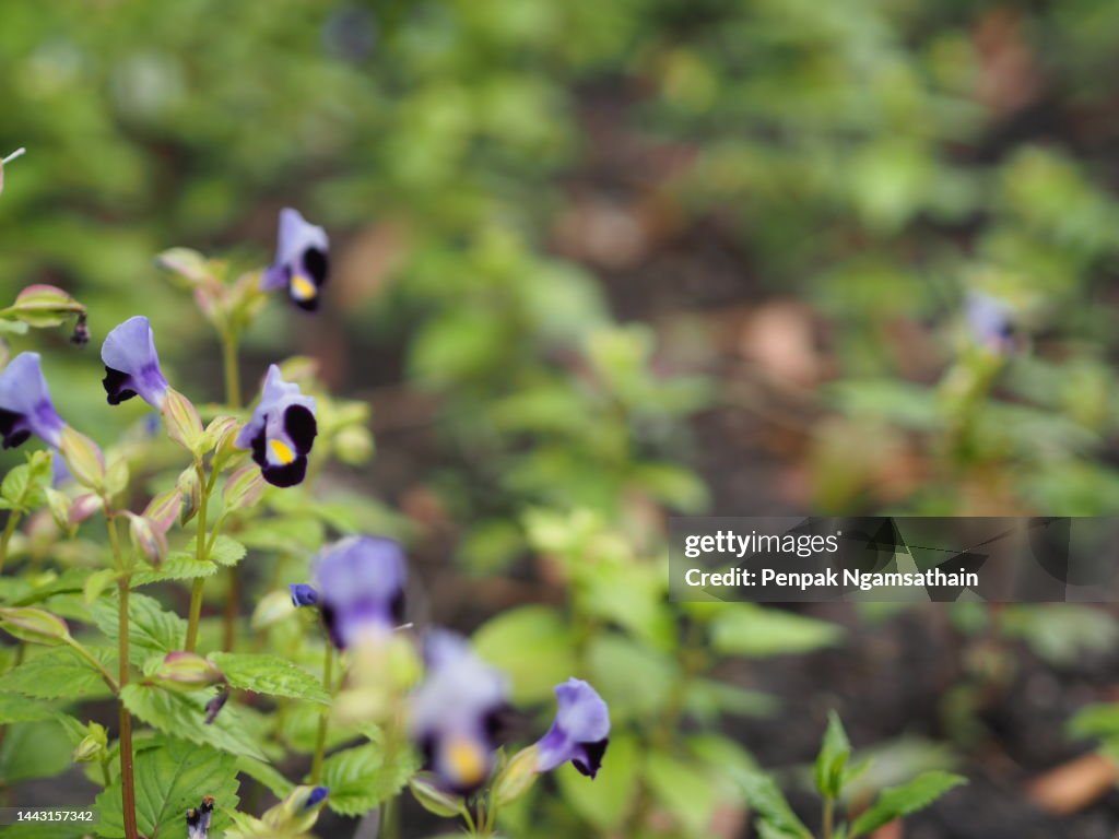 Violet flower Torenia fournieri Lindl. ex Fourn. Wishbone flower, Bluewings, Torenia Scrophulariaceae
