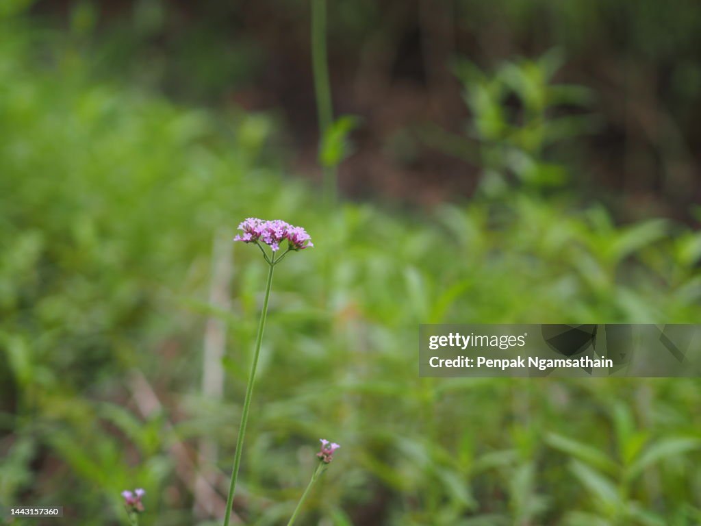Pink flower blooming in garden nature background