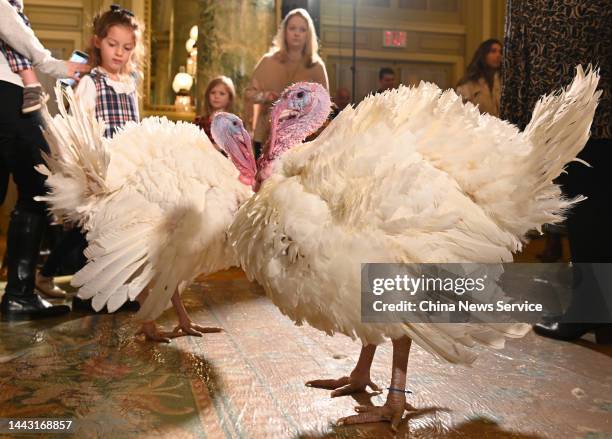 Two turkeys named Chocolate and Chip are presented on November 20, 2022 in Washington, DC. They will be pardoned by the U.S. President for the 2022...