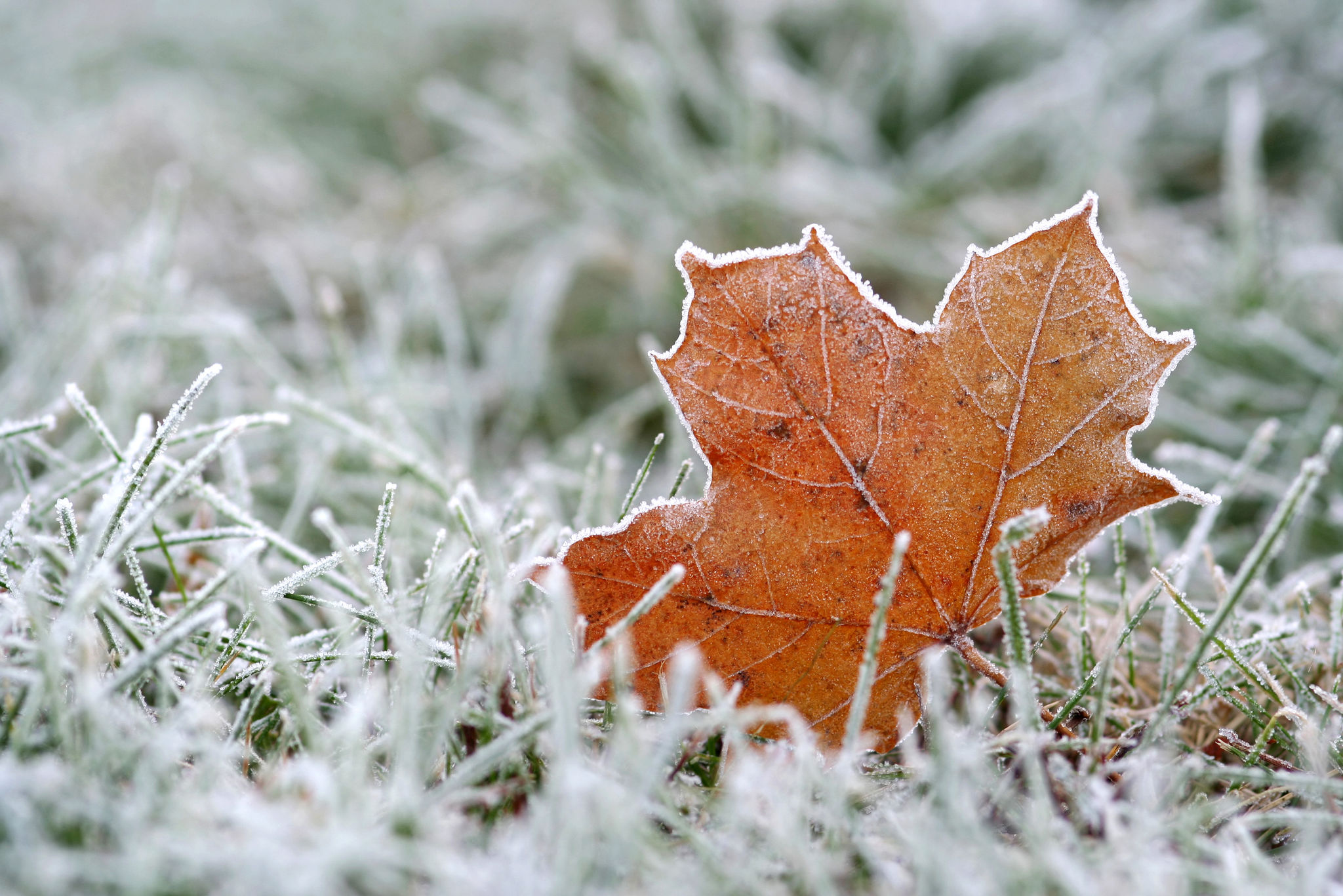 Hoar-frost Hoar-frost