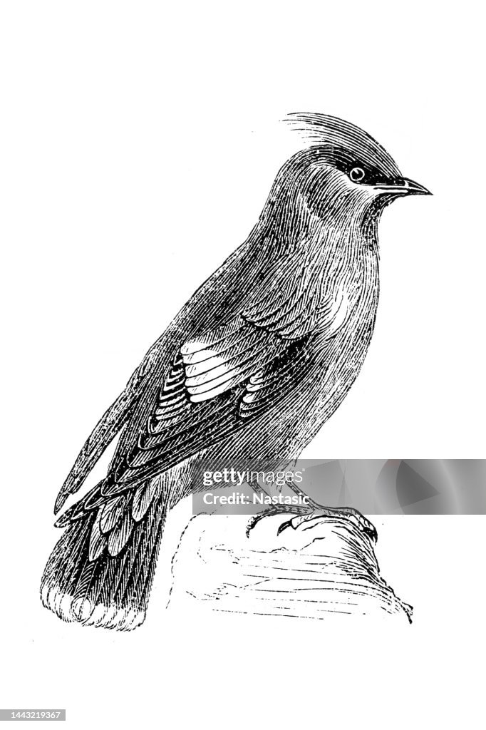 Bohemian waxwing (Bombycilla garrulus)