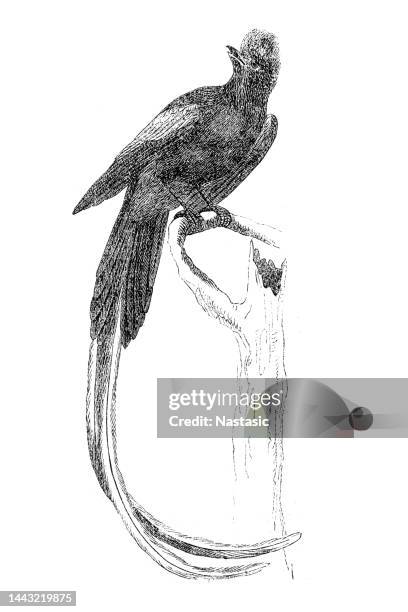 paradise flycatcher (muscicapa paradisi) - eutrichomyias rowleyi stock illustrations