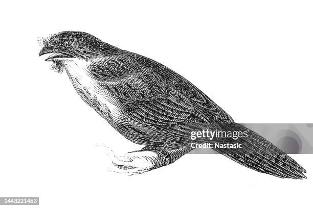 the barn swallow (hirundo rustica) - barn interior stock illustrations