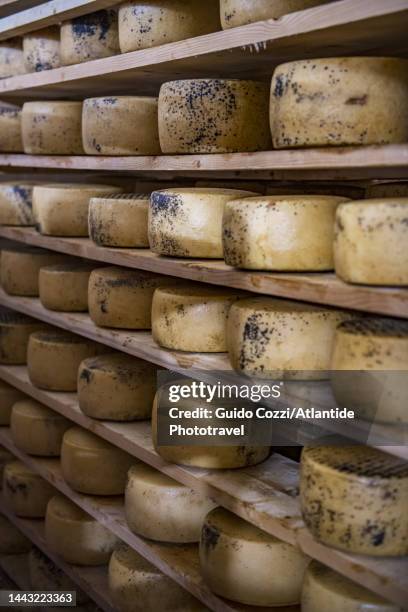 pecorino cheese maturing - sheeps milk cheese stock pictures, royalty-free photos & images
