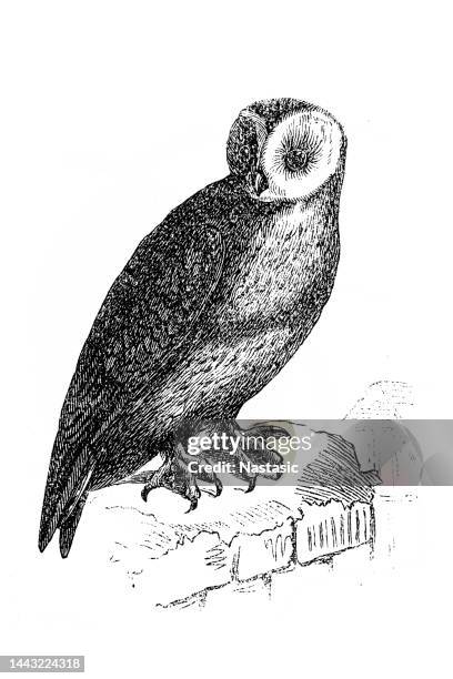 barn owl - barn owl stock illustrations