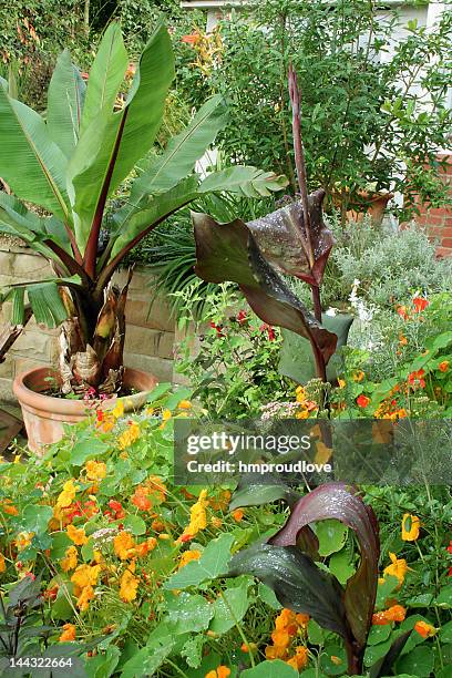 dschungel-garten - canna lily stock-fotos und bilder