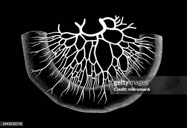 old engraved illustration of arterial vascular arcades of the small intestine - biomedical illustration stock pictures, royalty-free photos & images