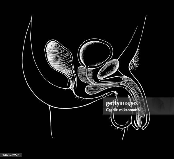 old engraved illustration of male reproductive organ - animal internal organ imagens e fotografias de stock