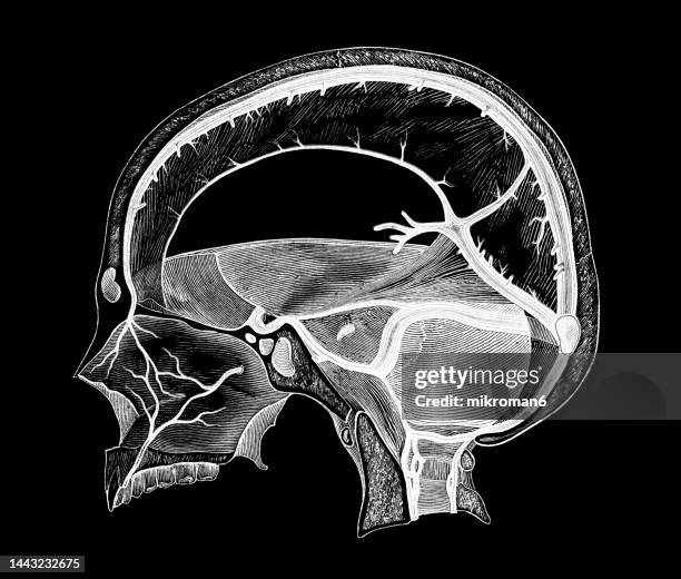 old engraved illustration of blood vessels of the dura mater - hersenvliezen stockfoto's en -beelden
