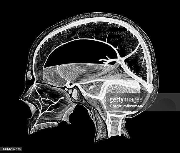old engraved illustration of blood vessels of the dura mater - brain diagram colour stock pictures, royalty-free photos & images