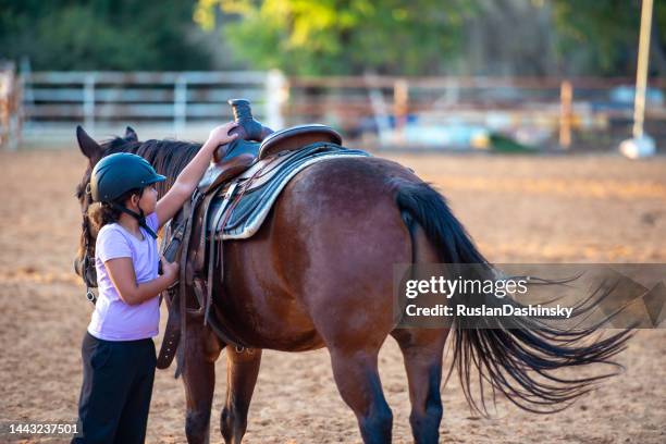 horse cranks and stirrup adjustment. - black horse tail stock pictures, royalty-free photos & images