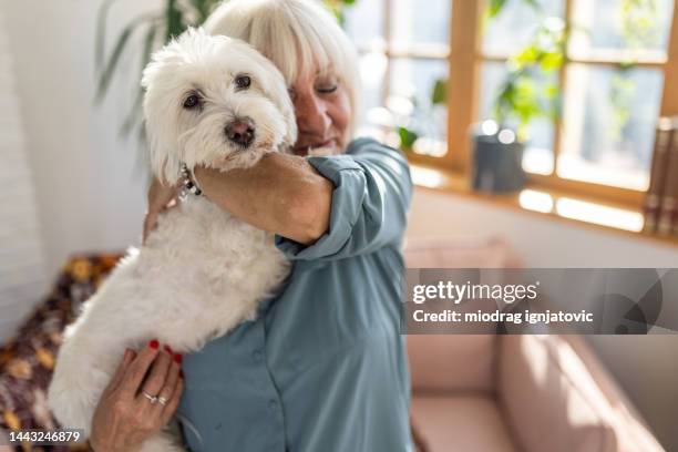 senior woman embracing maltese dog in living room at home - maltese dog stock pictures, royalty-free photos & images