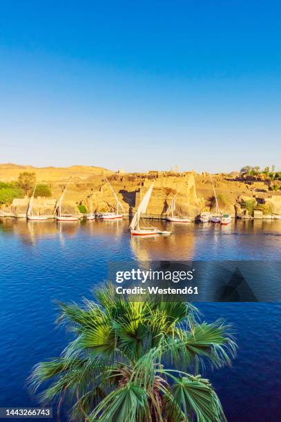 egypt, aswan governorate, aswan, sailboats floating on bank of nile river - nile river stock-fotos und bilder