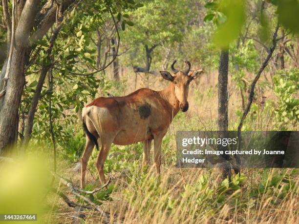 hartebeest standing in the zambian scrubland in the heat of a dry season day - hartebeest stock pictures, royalty-free photos & images