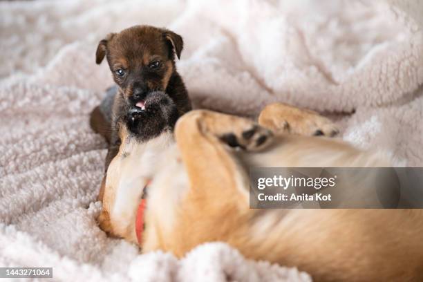 an adult dog is playing with a puppy - dog days of summer foto e immagini stock