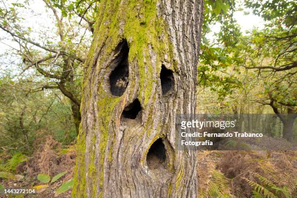 hollow chestnut trunk - hollow stockfoto's en -beelden