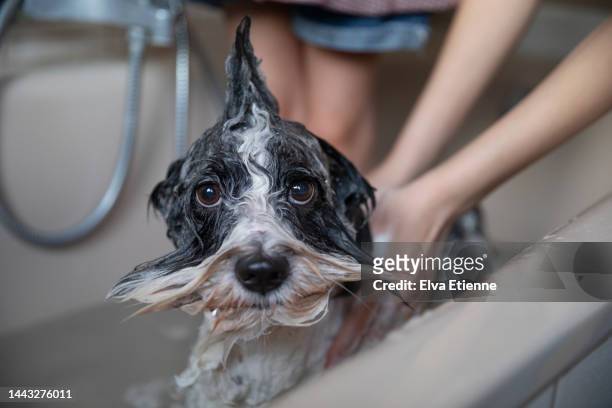 small black and white dog standing in water in a bathtub, being washed by a child and a teenager, with the dog's wet hair around its head and face, shaped upright and outwards. - moustaches animales fotografías e imágenes de stock