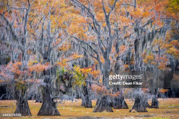 fall colors in an east texas swamp - bald cypress tree stock pictures, royalty-free photos & images