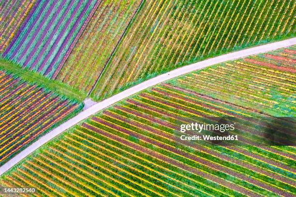 germany, baden-wurttemberg, drone view of autumn vineyards in remstal - baden baden aerial fotografías e imágenes de stock