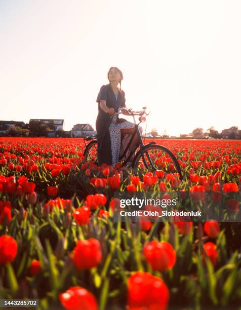 woman riding on bicycle on tulip field in the netherlands - keukenhof gardens stock pictures, royalty-free photos & images