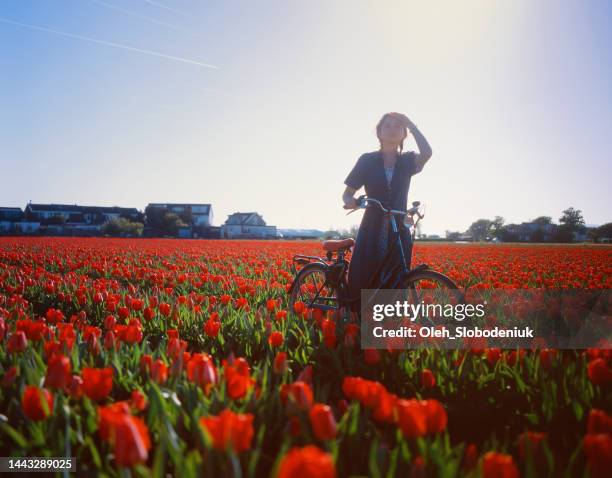 woman riding on bicycle on tulip field in the netherlands - amsterdam tourist stock pictures, royalty-free photos & images