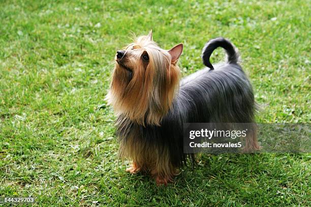 1点のオーストラリアシルキーテリアのストックフォト Getty Images 1点のオーストラリアシルキーテリアのストックフォト Getty Images