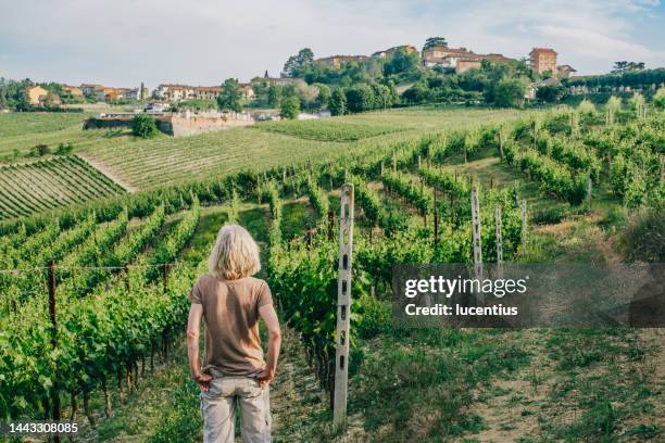 checking the vines in piedmont region of italy - piedmont stock pictures, royalty-free photos & images