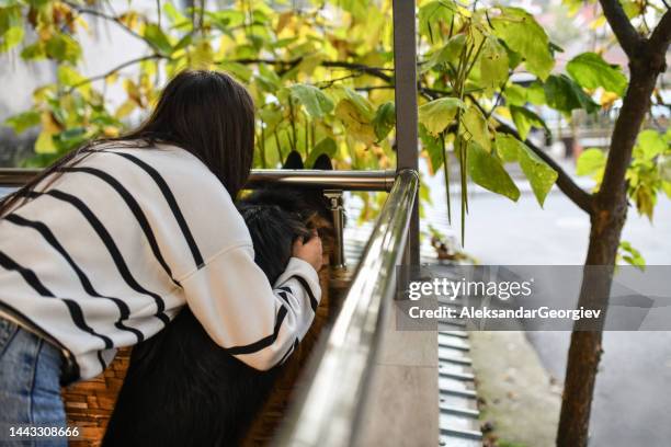 female trying to pull her german shepherd from balcony while he's barking - german shepherd bark stock pictures, royalty-free photos & images