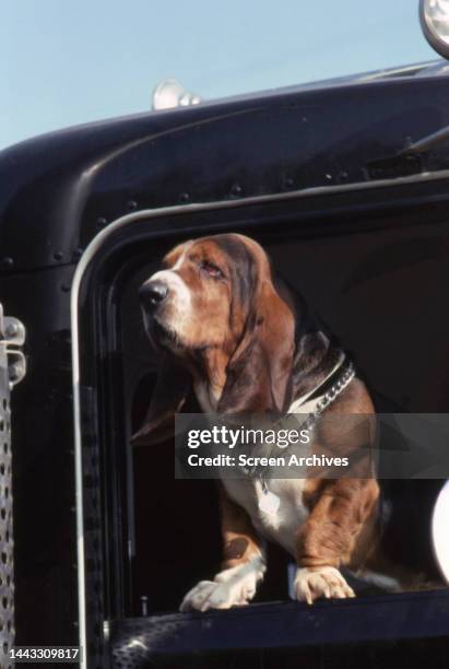 Fred the Basset Hound in 'Smokey and the Bandit', 1977.