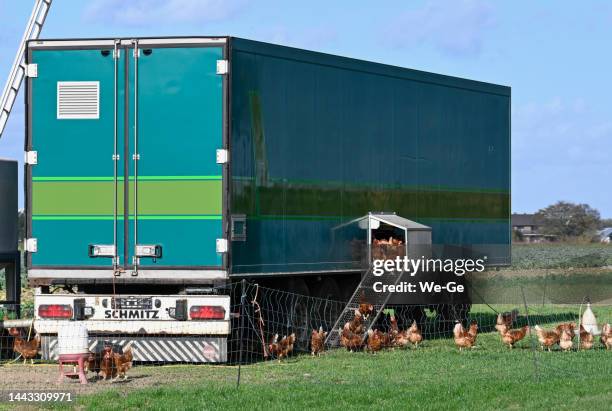 free range chicken in the open air at a mobile chicken coop. - animal welfare chicken stock pictures, royalty-free photos & images