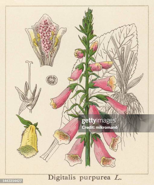 old chromolithograph illustration of botany, lady's glove, foxglove or common foxglove (digitalis purpurea) - poisonous flower stock pictures, royalty-free photos & images