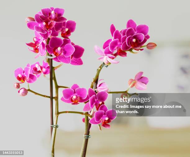 a set of marvelous purple orchids close up - moth orchid stockfoto's en -beelden