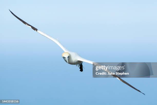 gannet in flight - gannet stock pictures, royalty-free photos & images