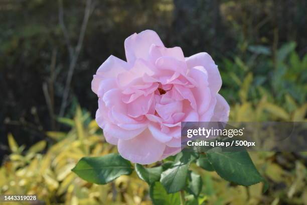 Turke Rosa Rosa Bonica Photos and Premium High Res Pictures - Getty Images